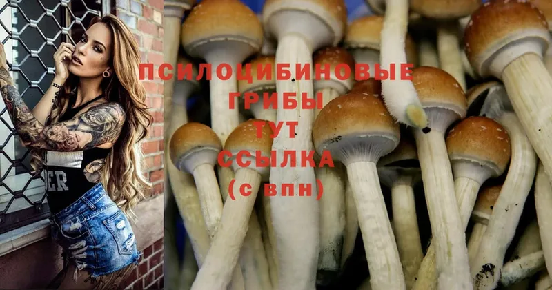 что такое наркотик  Дальнегорск  Галлюциногенные грибы Psilocybine cubensis 